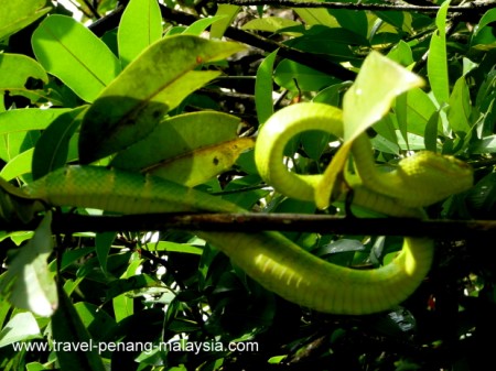 Penang Snake Temple